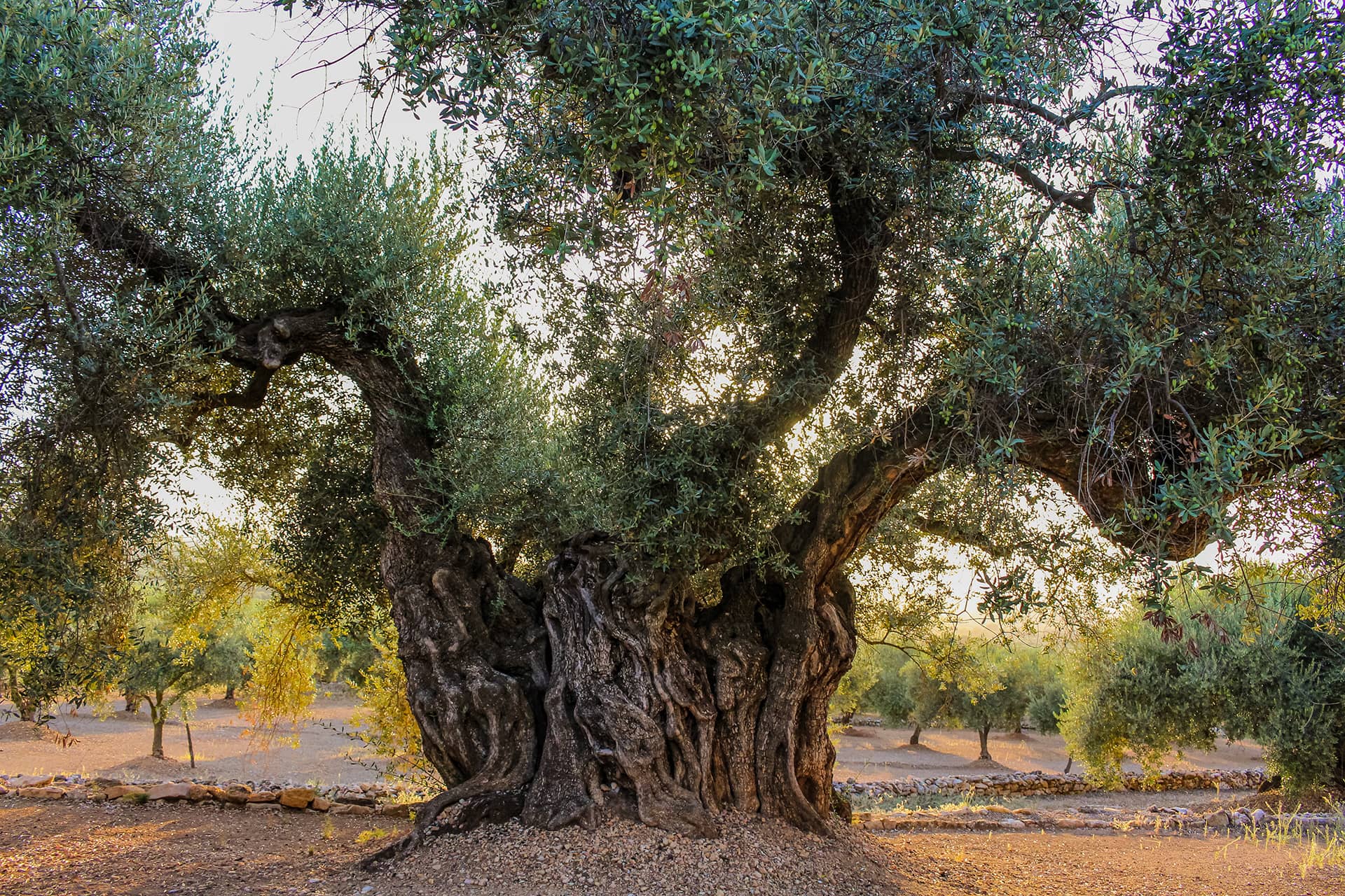 old olive trees