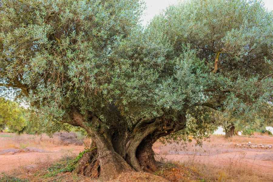 Farga old olive tree