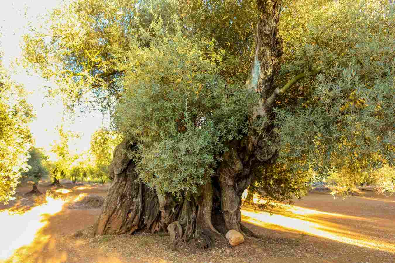 Ancient olives trees