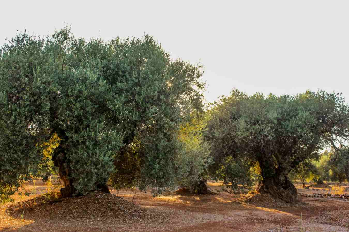 growing of the ancient olive tree